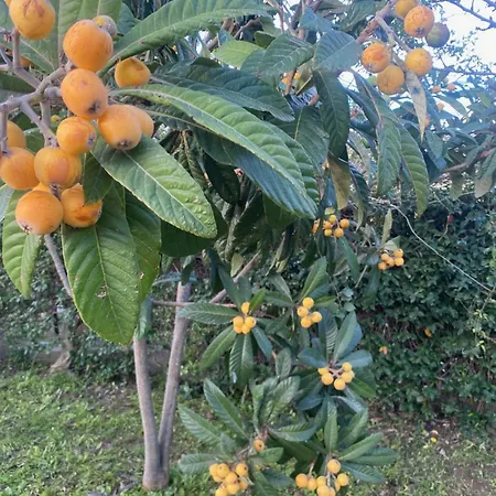 빌라 Con Grande Giardino Vicino Di Campus *